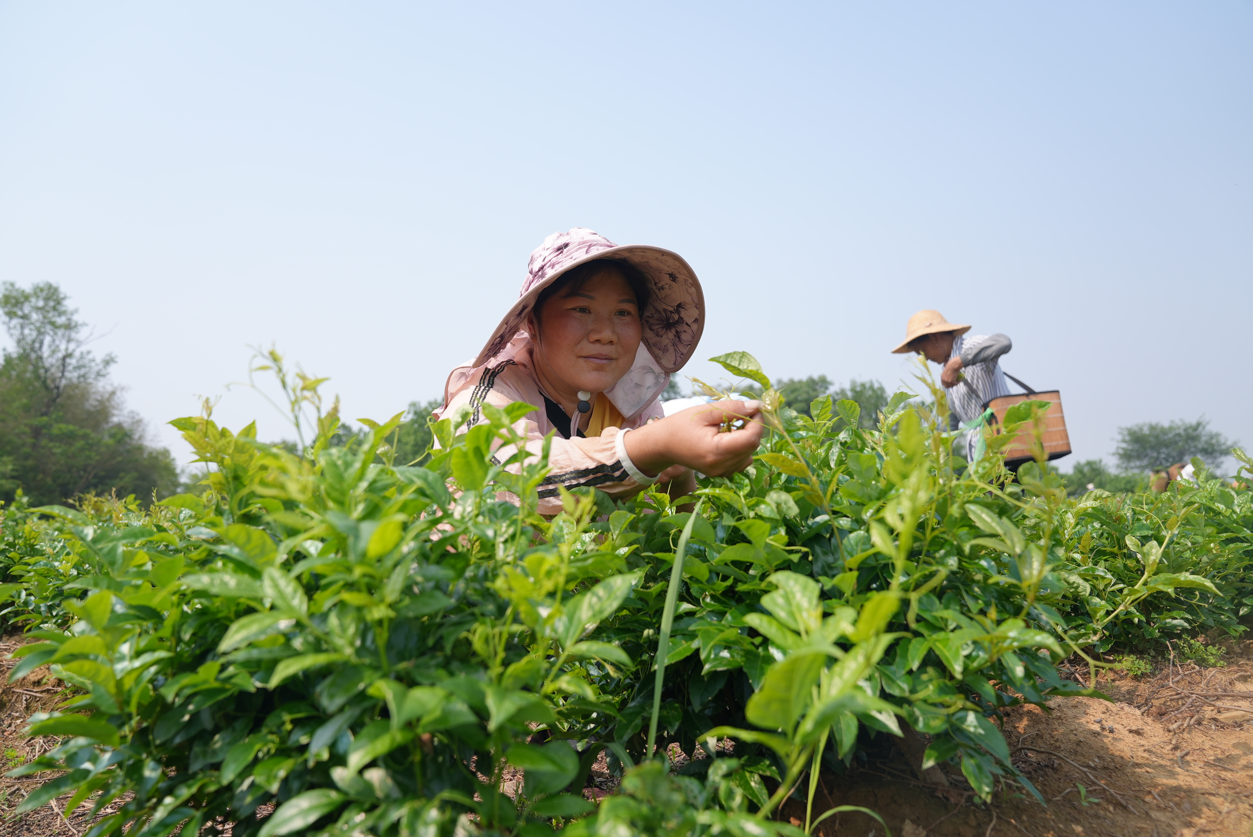 莓茶采摘忙