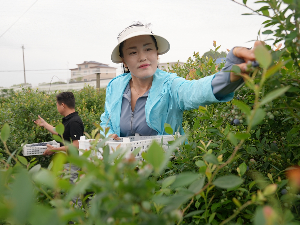 蓝莓丰收 农民增收