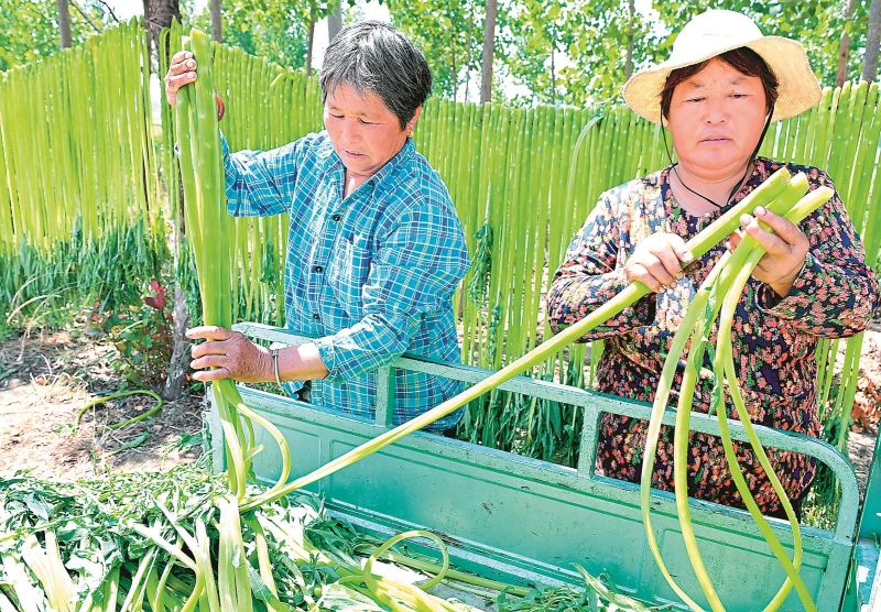 5月11日，在亳州市谯城沙土镇张竹园村，村民在晾晒刚采收的苔干。近年来，当地积极推行“一村一品”，大力发展特色农产品规模种植，让村民在家门口实现就业增收。.jpg