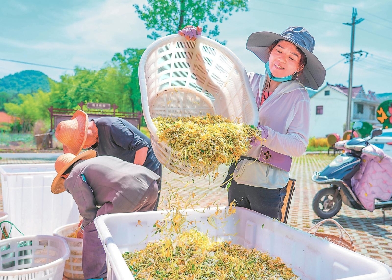5月13日，池州市青阳县乔木乡金银花种植基地，农户在采摘称重金银花。近年来，乔木乡大力发展以金银花等为主的中药材深加工产业，让金银花成为农民增收的“致富花”。.jpg