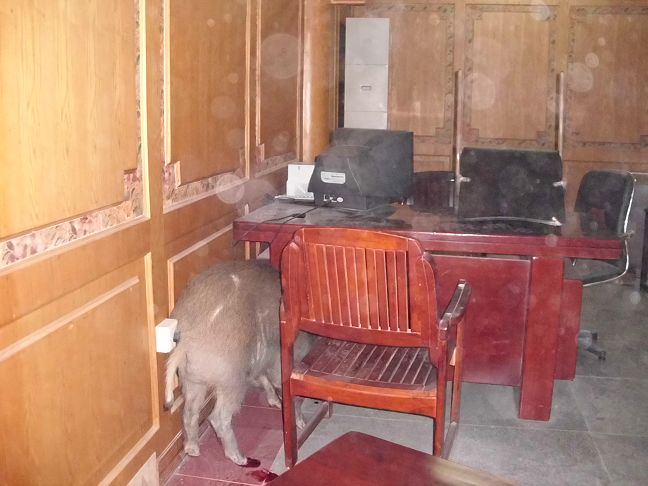 野猪闯入城区 民警数枪击毙