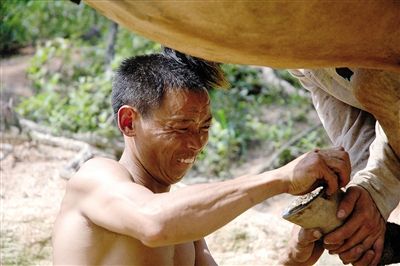 群骡听着山歌忙“打工”