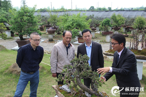 市委宣传部来枞阳调研文化产业发展情况