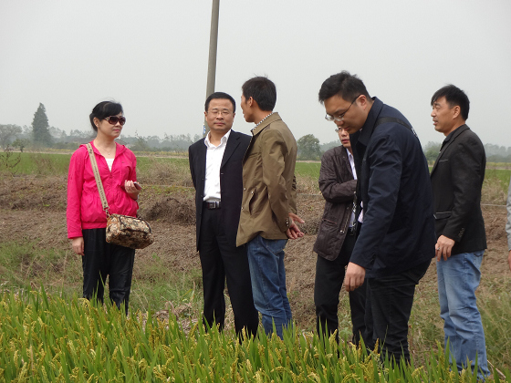 省农机局来枞调研水稻机械化种植方式