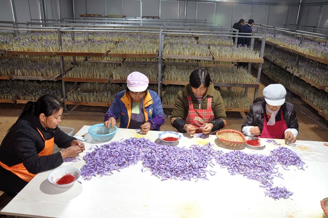 枞阳县：推广种植西红花 扶持贫困户致富