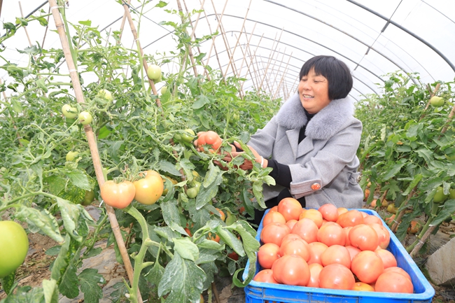 无公害温室大棚助农致富