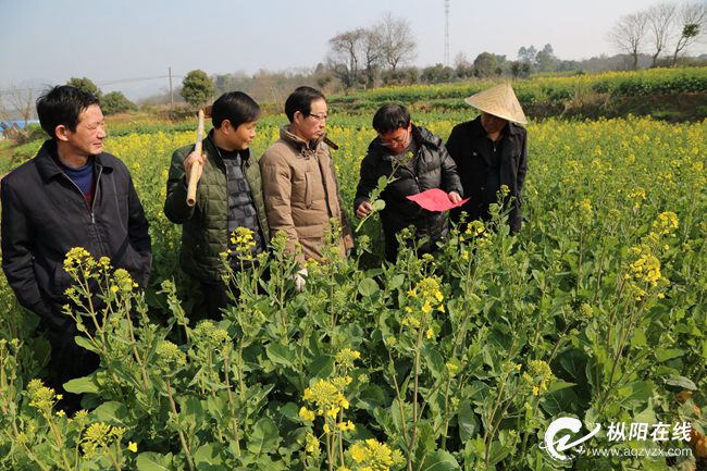 现场剖解油菜病虫害防治