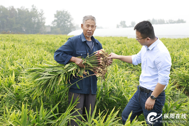 “扶贫白姜”助力村出列户脱贫