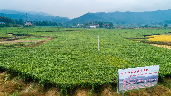 小瓜蒌种出“大乾坤”