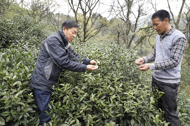 白山青峰：手工炒制 坚守传统