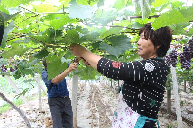 “名目”多点着花  助力夷易近生建树