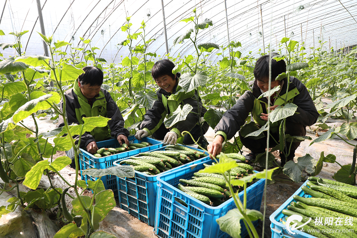 睁开蔬菜种植助力脱贫攻坚