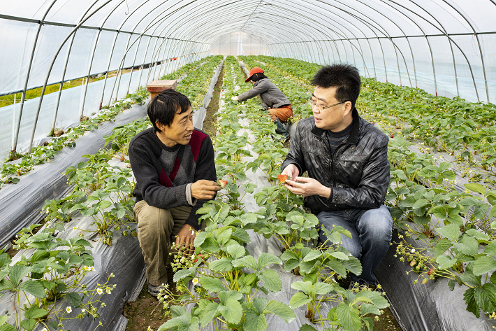 “脱贫”草莓满满侥幸果