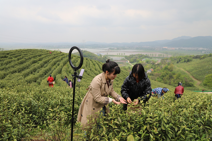 【同心奔小康】种植白茶美了村落子富了村落夷易近